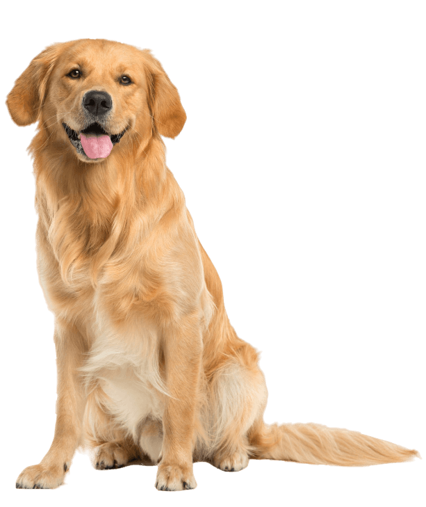 Veterinarian in Eau Claire, WI