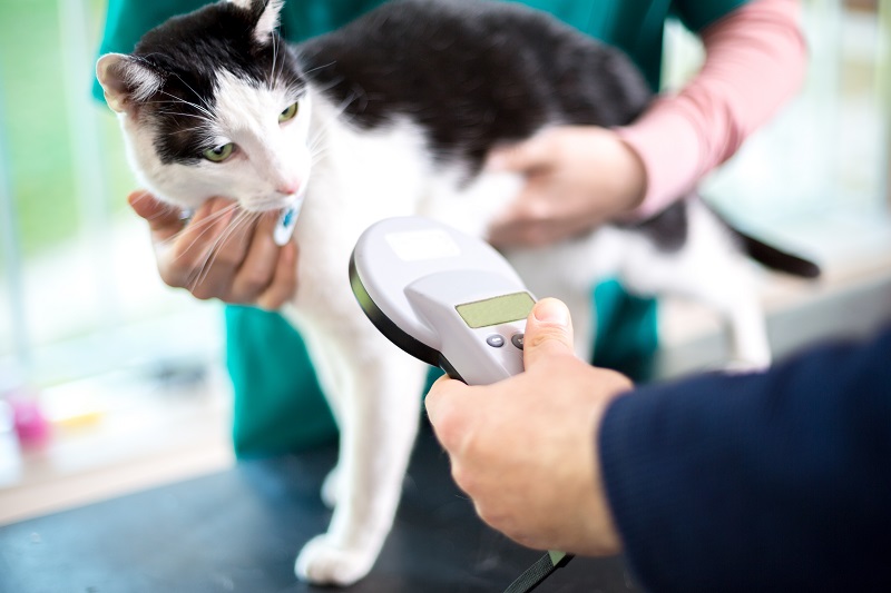 Microchipping  Eau Claire, WI 