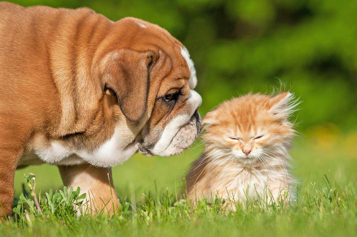 Puppy & Kitten Care  Eau Claire, WI 