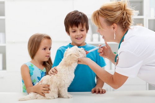 Vaccinations  Eau Claire, WI 