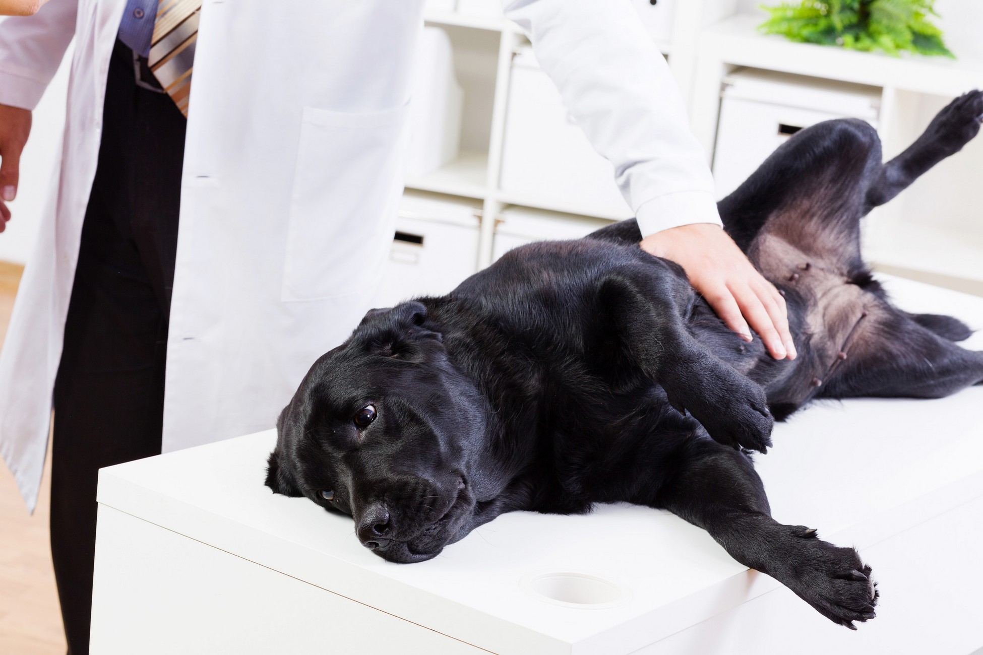 Wellness Exams  Eau Claire, WI 