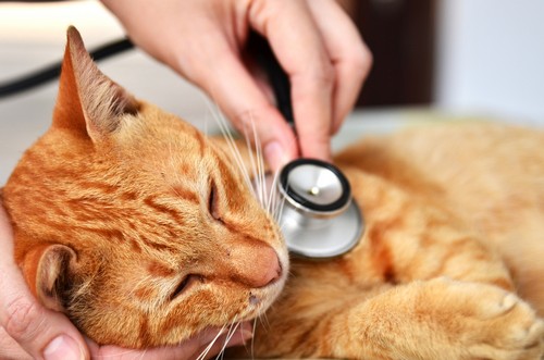 veterinary services  Eau Claire, WI 